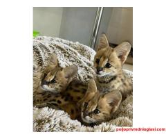 Serval mačke dostupne